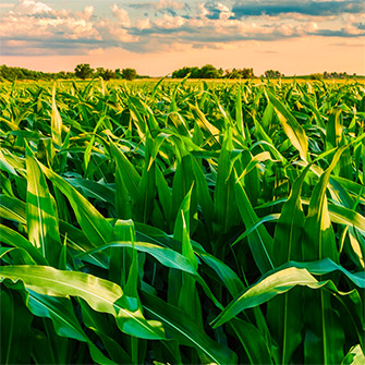 Corn Fields