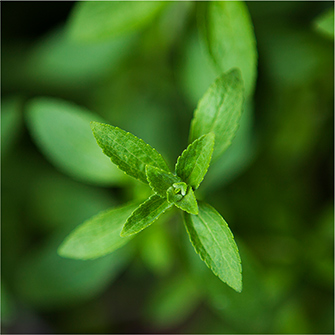 Stevia