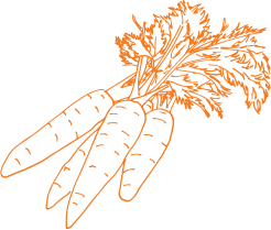 Carrots sketch